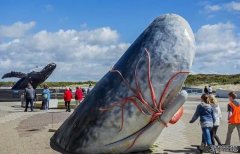 <b>专家指南海可能是最大齿杏耀平台鲸抹香鲸重要</b>