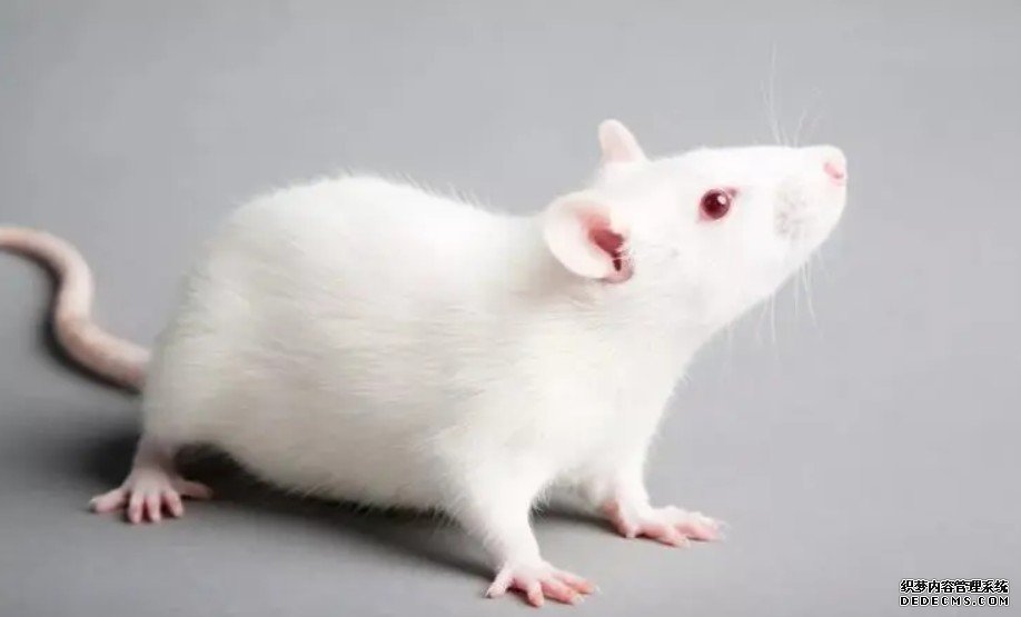 小鼠身上发现一种延长寿命的激素杏耀平台