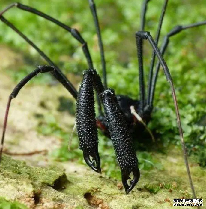 最新研究称约1200种杏耀平台蛛形类物种在全球被交易 八成不受监管