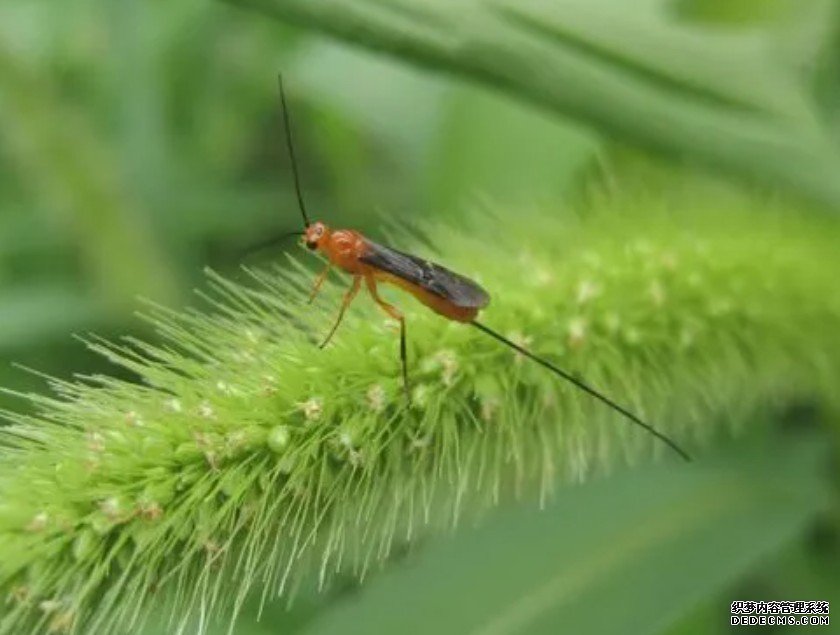 了解黄山昆虫资源调查项目杏耀平台 带你走进黄山昆虫世界