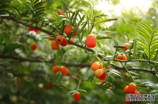 杏耀注册10余种长江流域珍稀植物回归野外