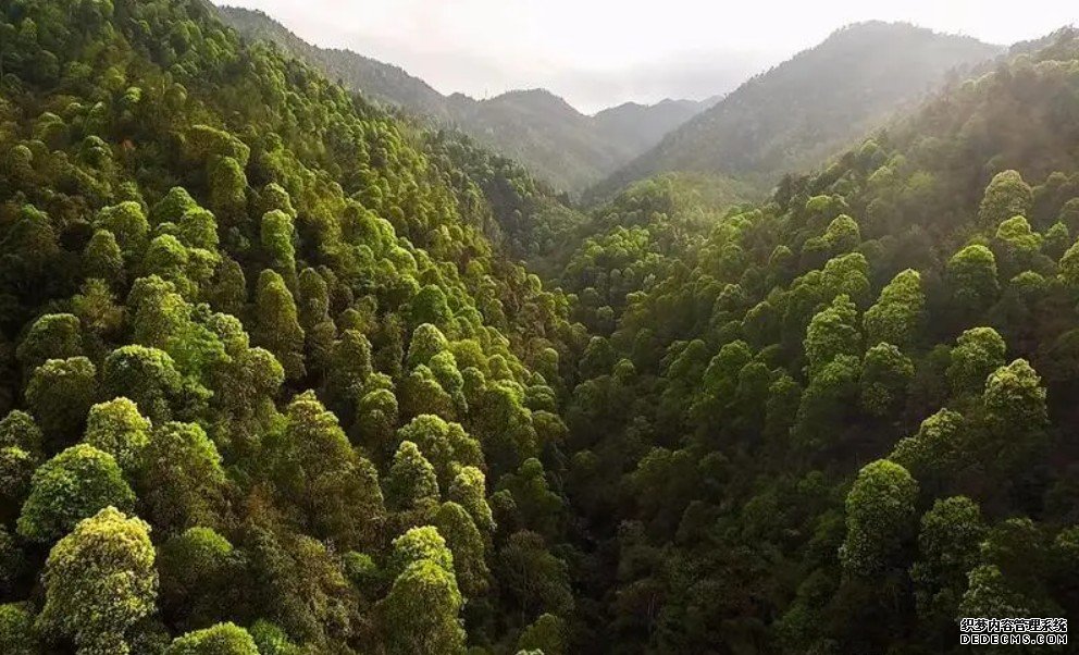 守护生物多样性宝库，华东师大科学杏耀代理家跋涉在常绿阔叶林间