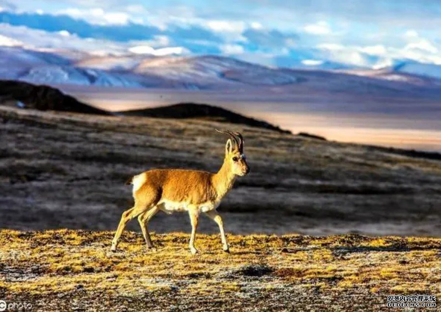 青藏高原最大中心城市发现多杏耀代理种珍稀野生动物影像