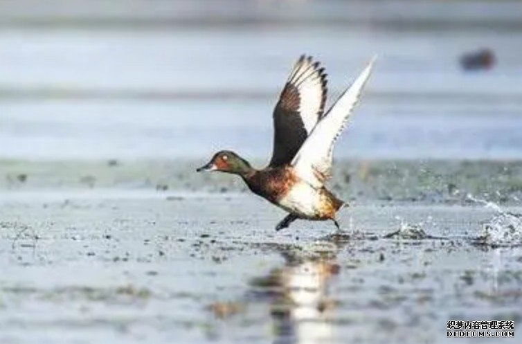 白洋淀鸟类杏耀平台繁殖季首现全球极危物种青头潜鸭