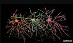 <b>大脑神经网络亚细胞图谱构成杏耀手机客户端</b>