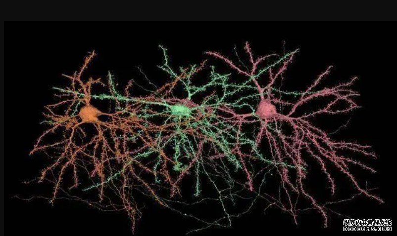 大脑神经网络亚细胞图谱构成杏耀手机客户端