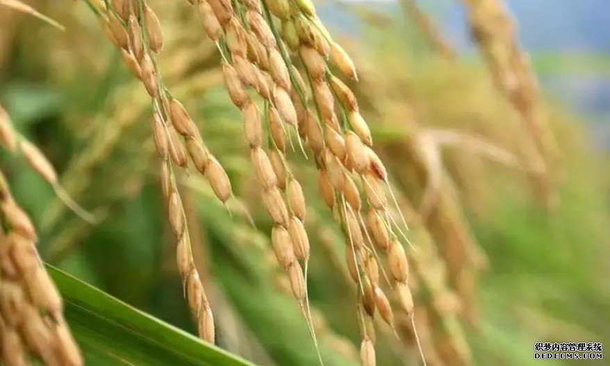 为水稻育种提杏耀注册供优良基因