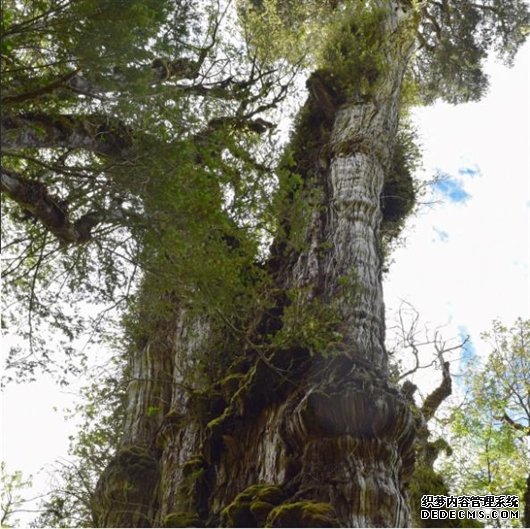 世界上最古老的杏耀平台树生长在智利峡谷吗？