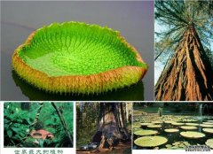 <b>杏耀澳大利亚研究称发现地球上已知最大植物</b>