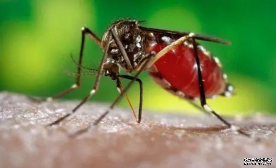 他用自己的血喂蚊子，6年研究终发Nature杏耀平台
