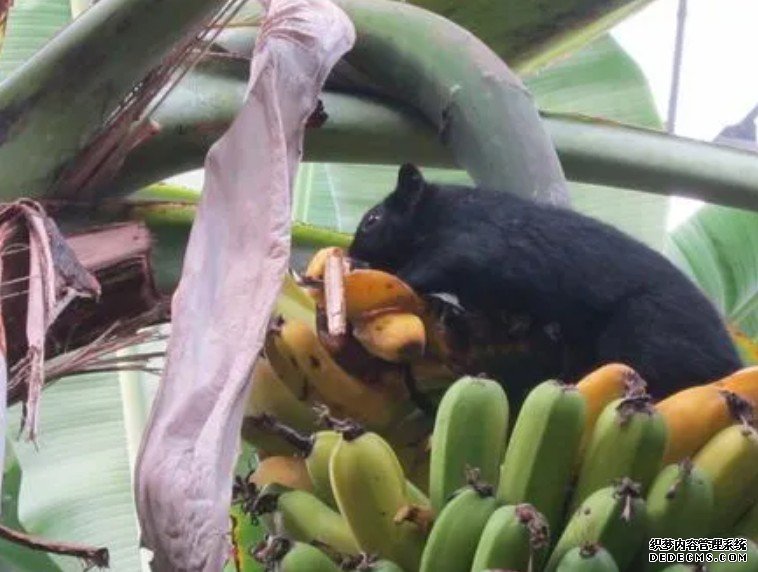 公鼠怕香蕉 原因竟是母鼠护子心切杏耀平台