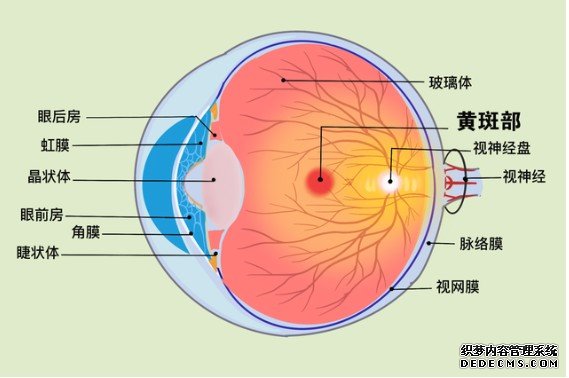 视网膜上这类细胞在近视杏耀注册形成中起重要作用