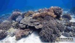 <b>最新研究：墨西哥加勒比地区杏耀代理珊瑚因致</b>
