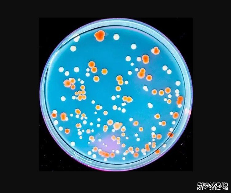 杏耀手机客户端首次实证 质子辐射会影响生物体肠道菌群