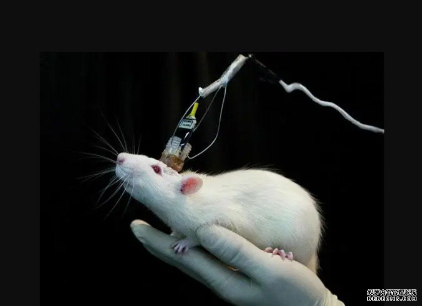 动物实验显示新技欧亿登录术可修复心肌细胞并促其再生