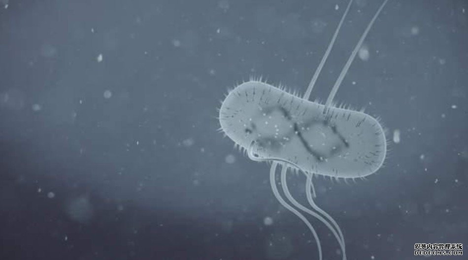 杏耀美国科学家发现2厘米长巨大细菌 颠覆传统概念