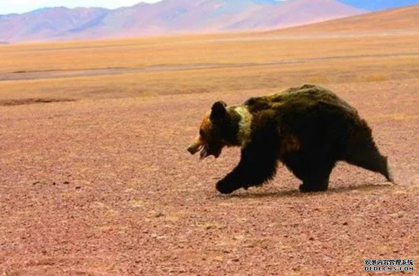 青海：互助北山首次发现国杏耀平台家二级保护动物棕熊