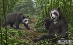 <b>杏耀手机客户端大熊猫为何一心一意最爱竹子？</b>