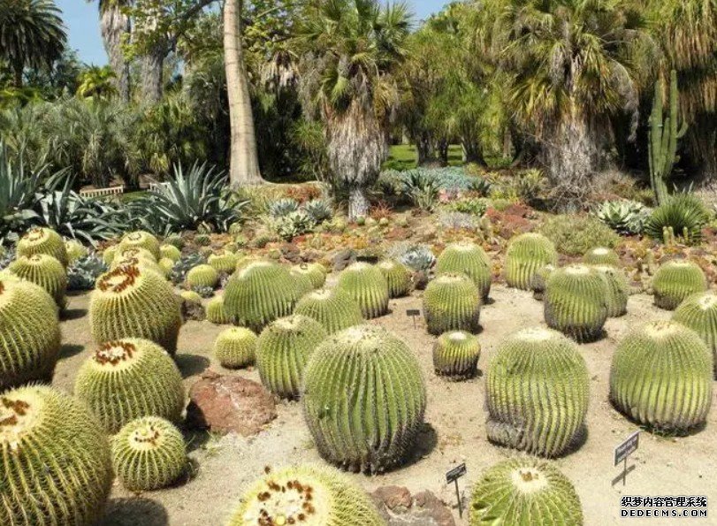 在沙漠上构建“杏耀平台国家级”植物园