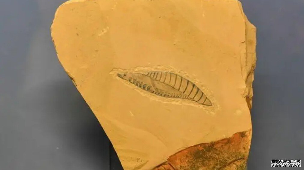 我国科学家研究确杏耀注册认云南虫是最原始脊椎动物
