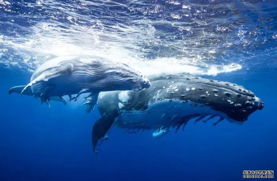 杏耀注册《科学报告》论文称，长须鲸种群在南极摄食地回升