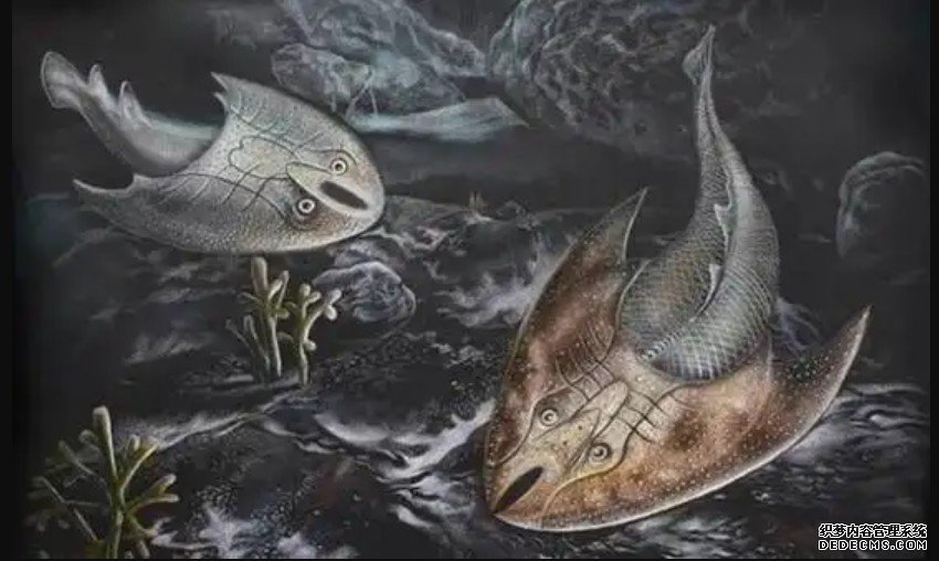 3.9亿年前的东方鱼为杏耀手机客户端何能多存活两千万年？最新研究揭晓答案