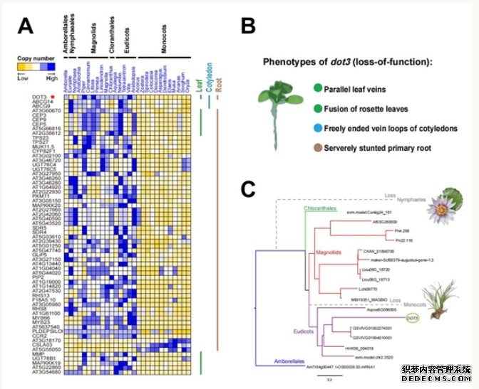 石菖蒲及单子叶杏耀手机客户端植物祖先基因组演化研究取得重要进展