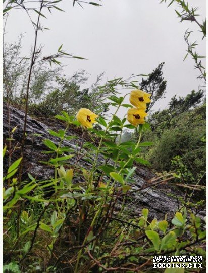 珍稀濒危植物墨脱百合首次回归野外杏耀平台