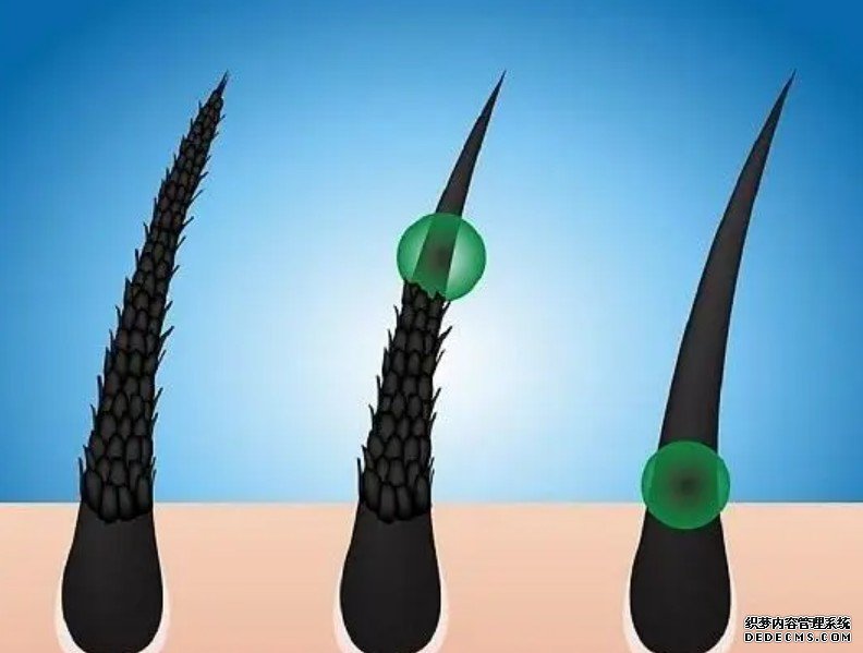 掌杏耀平台握毛囊生死的化学物质发现