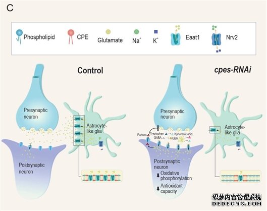 研究发现质膜鞘磷杏耀平台脂可调节果蝇昼夜行为