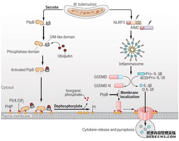 中科院微生物所科杏耀注册研团队揭示结核分枝杆菌的一种脂磷酸酶劫持宿主泛素抑制细胞焦亡的重要机制