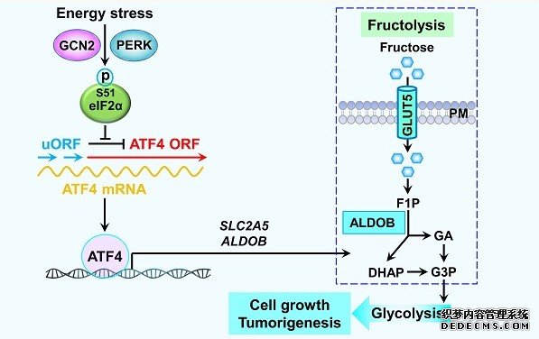 中科院生物物理所揭示杏耀注册ATF4依赖的果糖代谢促进胶质瘤的恶性进展