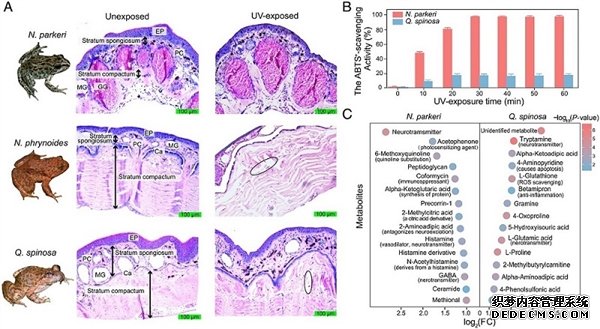 杏耀代理车静课题组牵头揭示高山倭蛙皮肤适应强紫外环境的分子机制