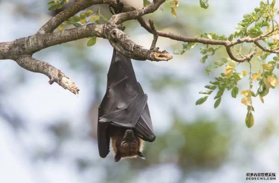 《自然》最新论文：蝙蝠生境变化或促使人畜杏耀注册共患病毒出现