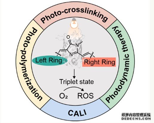 杏耀平台中科院大连化学物理研究所提出聚集态蛋白质相互作用组的交联解析新方法