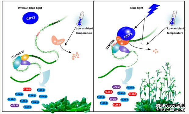 杏耀中科院分子植物中心揭示蓝光和环境温度通过CRY2-CIS1调控RNA选择性剪接及开花时间