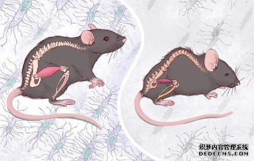 中澳学者最新研究揭示：骨细胞是骨骼“杏耀注册抗衰老”的关键