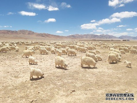 从亲戚家“拿来杏耀平台”个基因，山羊成功登上青藏高原