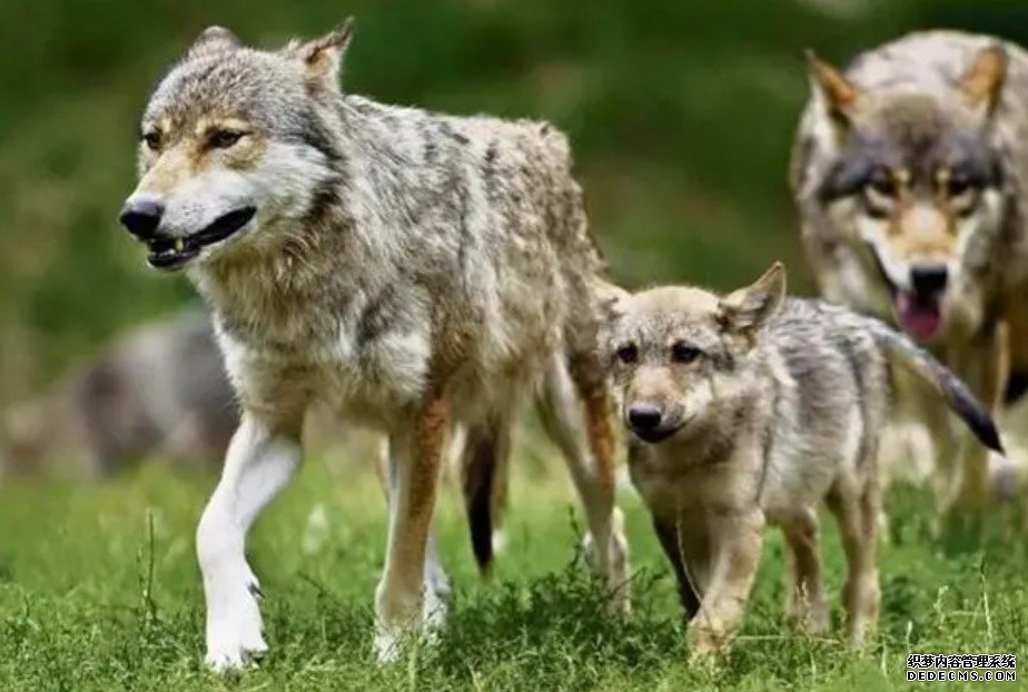 国际最新研究杏耀平台：感染寄生虫的狼更可能成为狼群首领