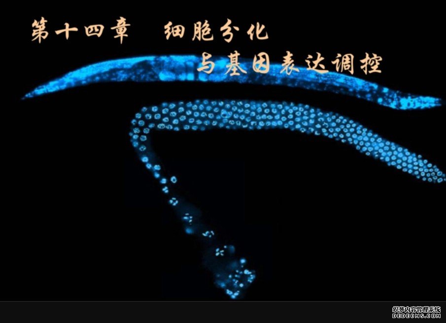 研究揭示生物大杏耀代理分子凝聚态调控细胞命运可塑性