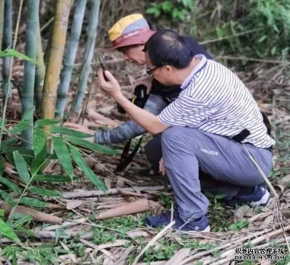 科研人员在湖北竹溪发现两个植物新物种杏耀平台