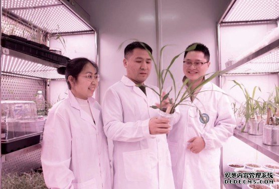 杏耀中国科研人员揭秘全球首个牧草领域图形泛基因组