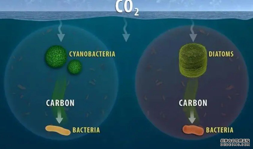 新研究发现水生微生物有复杂的光能转换机制杏耀代理