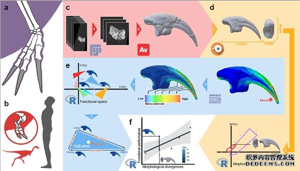 最新形态功能学方法揭示手杏耀手机客户端盗龙类奇异前爪的演化之谜