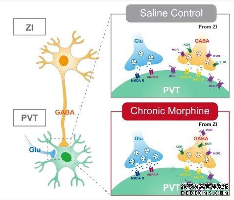 中科院深圳先进院朱英杰团队在阿片受体调控PVT神经元杏耀平台活动及突触传递中取得新进展