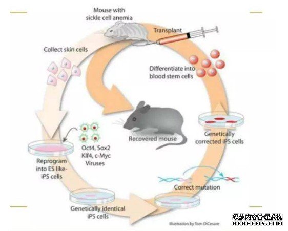 《自然》论文：雄杏耀代理性小鼠干细胞转化功能性卵细胞 约1%能产生后代
