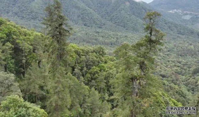 广西力争“十四五”末实现杏耀全球极濒危树种资源冷杉野外回归2000株