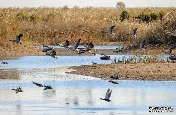 大美中国 候鸟北归丨沿着滨海杏耀代理湿地近距离了解珍稀候鸟迁徙保护