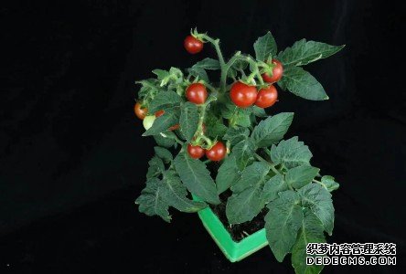 科学家绘制首个番茄群体级别表观杏耀注册遗传变异图谱