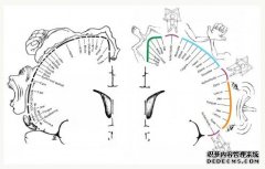 <b>改写教科书的杏耀平台发现：大脑运动皮层中有</b>
